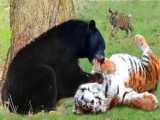 (ویدئو) عاقبت حمله ببر به خرس تنبل سیاه