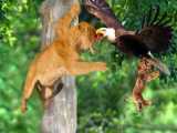 جنگ عقاب باحیوانات | حمله عقاب گرسنه به حیوانات | شکار بز کوهی توسط عقاب