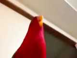ویدیو خندیدن پرنده قرمز
