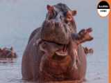 Hippo Kills Her Baby !! Why Can Hippos Do This ?