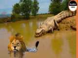 LION CONTRE CROCODILE .. INCROYABLE BATAILLE ÉPIQUE !!