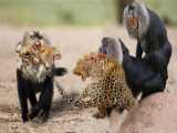 Lion Tortures Baby Baboon Brutally  Baboon Family Hunts To Destroys Lion