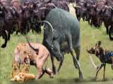 Crazy Buffalo Destroys Brutal Lion King  Wild dog stalking lion attack