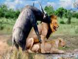 Unstoppable! Buffalo Herds Dominance Over Lions  Natures Greatest Battle!