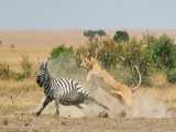 The GREAT ESCAPE! Zebra Flips the Script with INSANE Kick on Hunting Lioness