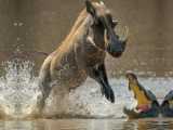 You Wont Believe Your Eyes! Warthog Pulls Off Impossible Escape from Crocodile