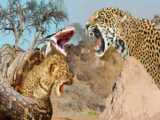 Snakes attack Leopard. Python Snakes Vs Big Cats | 1002 Animals