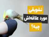 چه اسباب بازی برای طوطیمون بخریم و نخریم؟