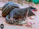 Python Wraps Komodo Dragon To Death As It Tries To Steal Pythons Hatching Egg