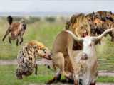 Buffalo make Leopard become jokes  Large puncture wound on Leopard  Buffalo Vs