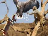 OMG!! Monkey Flew Down And Punched The Eagle In The Mouth Because He dared To