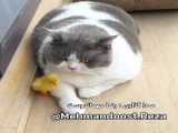 نحوه آرایش کردن خانم ها