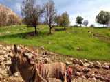 زنده ماندن در خانه ای متروک در کوهستان برفی