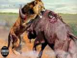 What Happened When The Mother Porcupine Was Angry! Porcupine Killed The Lion W