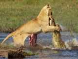 The Male Lion Rescues The Cubs From The Crocodiles Mouth....The Battle For The