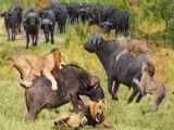 Lion Pride Ambush Gone Wrong: Buffalo Herd Launches Ferocious Attack on Lions