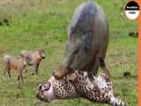 OMG! Anaconda Constricts Leopard Cub While Mother Leopard Hunting Baby Hyena |