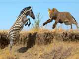 Terrifying Lion vs. Wildebeest Showdown  Full Action Battle Caught on Camera!