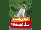 راش وله پیاده روی اربعین برای استفاده تمامی رسانه ها(14)