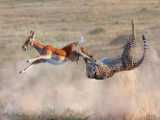 Cheetah vs. Impala Showdown  HeartPounding Chase Caught on Camera! Unbelievabl