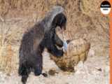 Buffalo vs Lion: Prides INSANE Buffalo Takedown Will SHOCK You!