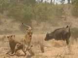 Terrifying Encounter: Lioness Launches Brutal Attack on Eland  Ultimate Lifean