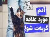 ۱۴ چیزی که گربه ها ازشون متنفرن!!!