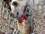 OMG! Hyenas Herd Rescue Baby From Python Constricting | 1002 Animals