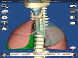 راه پیشگیری از لاغری صورت - دکتر ایمانی