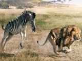 Tiger Caught On Crocodile Fangs. The Tiger Cubs Helplessly Watch Their Mother