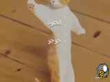 گربه رقااااااااص وارد می شود