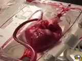 شعر بلوچی اهنگ عاشقانه