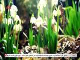 موزیک ویدئو بختیاری- دیمه