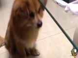 خنگ ترین سگ دنیا :)