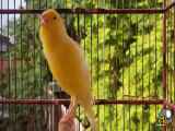 صدای  قناری ماده زیبابرای تحریک قناری نر در طبیعت زیبا