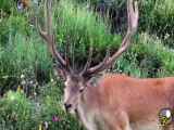 مرال یا گوزن قرمز هیرکانی (نام علمی: Cervus elaphus maral)