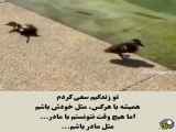 مادر بودن در زندگی