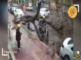 خوش شانسی یک پیک موتوری هنگام سقوط درخت