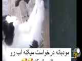 گربه چه مودبانه درخواست میکنه اب بهم بده