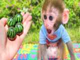 Monkey Baby Bon Bon enjoys bath time with Duckling in bathtub and snacks on ice cream