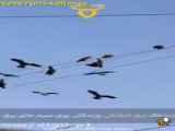 فیلم از گرفتگی جمعی پرندگان روی سیم برق