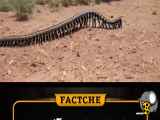 این نسل Arthropleura تنها در این منطقه گوناگون وجود دارد و هزار پا را نماینده می‌کند.