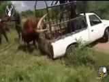 هجوم یک گاو وحشی بر روی وسیله حمل و نقل