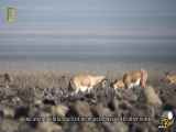 Wildlife of Iran_ Gazelles _ حیات وحش ایران_ گاومیش‌ها