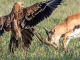 Baby deer abandoned by mother is attacked by eagles