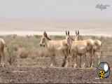 عجیب ترین حیوان در جهان