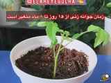 راهنمای کاشت درخت گردو با توجه به نکات مهم