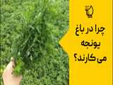 پیشگیری و تلاش برای کنترل آفات گیاهی در استان اصفهان