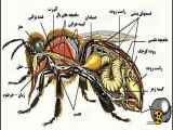 آیا می‌دانستید که نیش زنبور چه تأثیراتی بر بدن انسان دارد؟