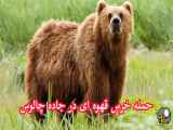 حمله خرس قهوه ای به یک خودروی سواری در جاده چالوس شگفت‌انگیز!